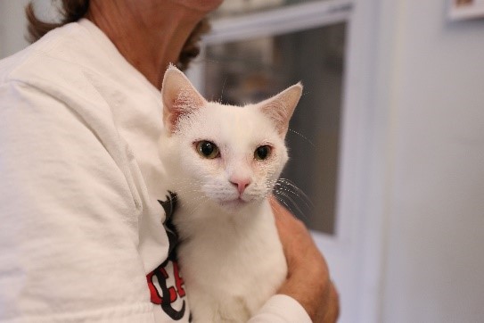 domestic violence survivor with kitten