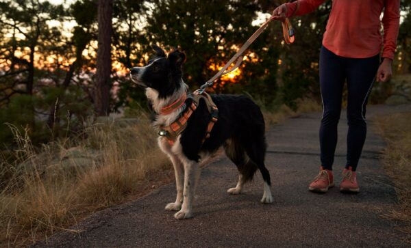 PetSmart Introduces New Arcadia Trail Products Enabling Pet Parents and Their Dogs to Share Adventures Together PetSmart Corporate Our Story News Careers Investors